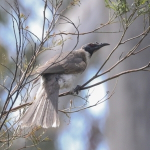 Philemon corniculatus at Bruce, ACT - 11 Nov 2021 09:54 AM