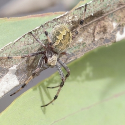 Salsa fuliginata (Sooty Orb-weaver) at Bruce Ridge to Gossan Hill - 10 Nov 2021 by AlisonMilton