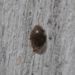 Coccinellidae (family) (Unidentified lady beetle) at Bruce, ACT - 10 Nov 2021 by AlisonMilton