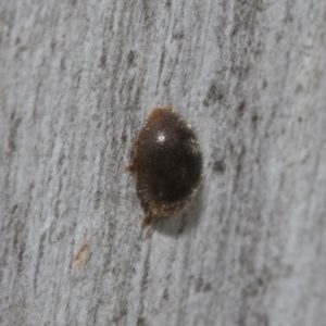 Coccinellidae (family) at Bruce, ACT - 11 Nov 2021 08:33 AM