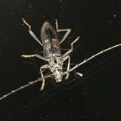 Phoracantha obscura (Longhorn Beetle) at Ainslie, ACT - 10 Nov 2021 by jbromilow50