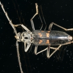 Phoracantha obscura at Ainslie, ACT - 10 Nov 2021 09:32 PM