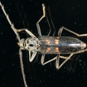 Phoracantha obscura at Ainslie, ACT - 10 Nov 2021