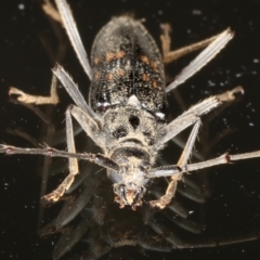 Phoracantha obscura at Ainslie, ACT - 10 Nov 2021