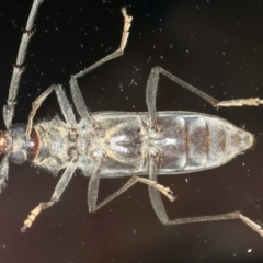 Phoracantha obscura at Ainslie, ACT - 10 Nov 2021 09:32 PM