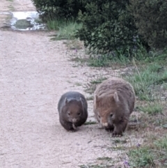 Vombatus ursinus (Common wombat, Bare-nosed Wombat) at Molonglo Valley, ACT - 23 Oct 2021 by Molonglo