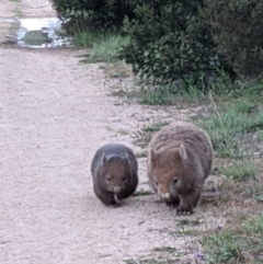 Vombatus ursinus (Common wombat, Bare-nosed Wombat) at Molonglo Valley, ACT - 24 Oct 2021 by Molonglo