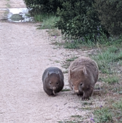 Vombatus ursinus (Bare-nosed Wombat) at Molonglo Valley, ACT - 24 Oct 2021 by Molonglo