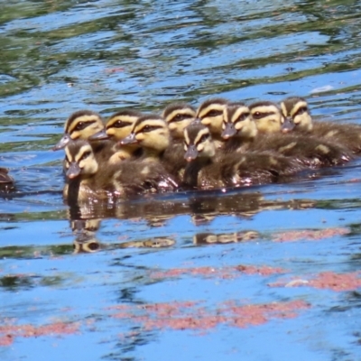 Anas superciliosa (Pacific Black Duck) at Jerrabomberra Wetlands - 9 Nov 2021 by RodDeb