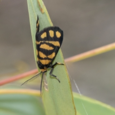 Asura lydia (Lydia Lichen Moth) at Bruce, ACT - 10 Nov 2021 by AlisonMilton