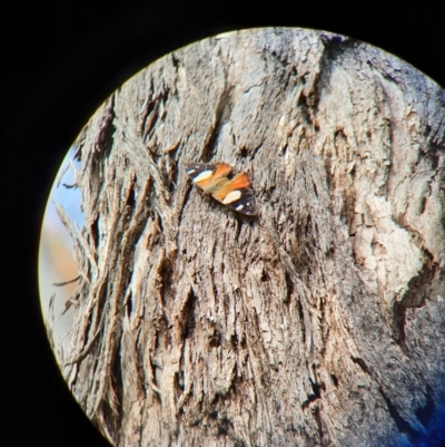 Vanessa itea (Yellow Admiral) at Hackett, ACT - 21 Oct 2021 by Helberth