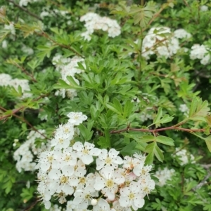 Crataegus monogyna at Pialligo, ACT - 21 Oct 2021