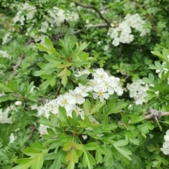 Crataegus monogyna at Pialligo, ACT - 21 Oct 2021