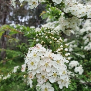 Crataegus monogyna at Pialligo, ACT - 21 Oct 2021