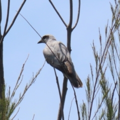 Coracina novaehollandiae at Gordon, ACT - 11 Nov 2021