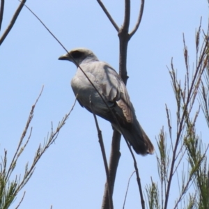 Coracina novaehollandiae at Gordon, ACT - 11 Nov 2021