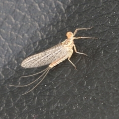 Ephemeroptera (order) (Unidentified Mayfly) at Paddys River, ACT - 11 Nov 2021 by RodDeb