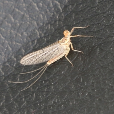 Ephemeroptera (order) (Unidentified Mayfly) at Paddys River, ACT - 11 Nov 2021 by RodDeb