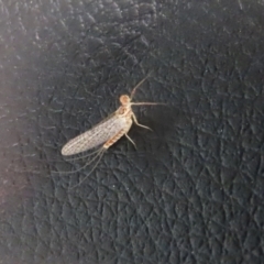 Ephemeroptera (order) at Paddys River, ACT - 11 Nov 2021 01:00 PM