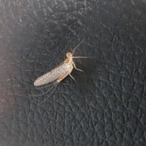 Ephemeroptera (order) at Paddys River, ACT - 11 Nov 2021 01:00 PM