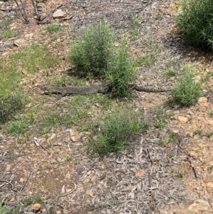 Varanus rosenbergi at Peak View, NSW - suppressed