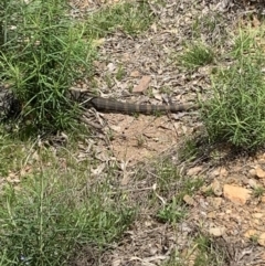 Varanus rosenbergi at Peak View, NSW - suppressed