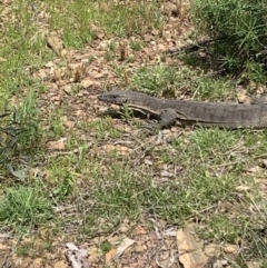 Varanus rosenbergi at Peak View, NSW - suppressed