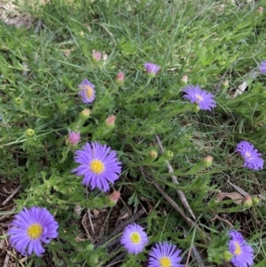 Calotis glandulosa at Glen Allen, NSW - 9 Nov 2021