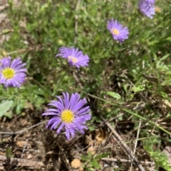 Calotis glandulosa at Glen Allen, NSW - 9 Nov 2021