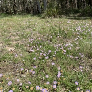 Calotis glandulosa at Glen Allen, NSW - 9 Nov 2021 12:51 PM