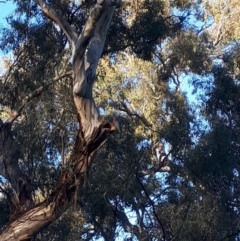 Callocephalon fimbriatum (Gang-gang Cockatoo) at Red Hill, ACT - 10 Nov 2021 by MichaelMulvaney