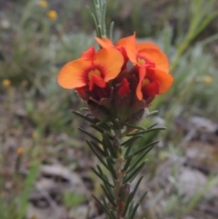 Dillwynia sericea (Egg And Bacon Peas) at Theodore, ACT - 11 Oct 2021 by michaelb