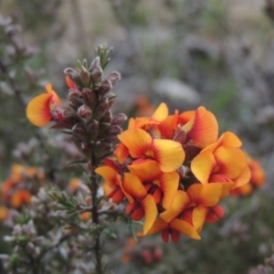 Dillwynia sericea at Theodore, ACT - 11 Oct 2021