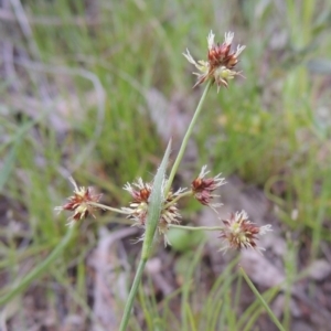 Luzula meridionalis at Theodore, ACT - 11 Oct 2021