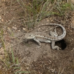 Amphibolurus muricatus (Jacky Lizard) at Kambah, ACT - 11 Nov 2021 by BarrieR