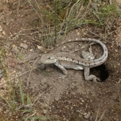 Amphibolurus muricatus (Jacky Lizard) at Kambah, ACT - 11 Nov 2021 by BarrieR