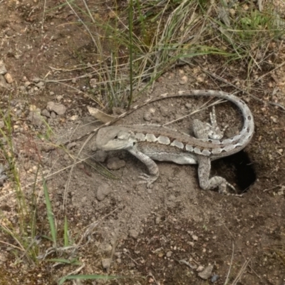 Amphibolurus muricatus (Jacky Lizard) at Mount Taylor - 11 Nov 2021 by BarrieR