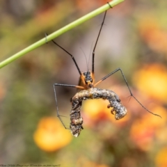 Harpobittacus australis (Hangingfly) at Bruce, ACT - 11 Nov 2021 by Roger