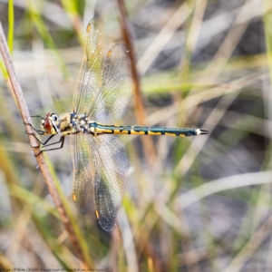 Hemicordulia tau at Bruce, ACT - 11 Nov 2021