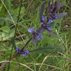 Ajuga australis (Austral Bugle) at Kambah, ACT - 11 Nov 2021 by BarrieR