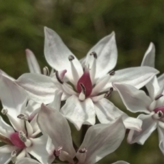 Burchardia umbellata (Milkmaids) at Kambah, ACT - 11 Nov 2021 by BarrieR