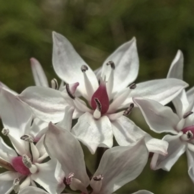 Burchardia umbellata (Milkmaids) at Mount Taylor - 11 Nov 2021 by BarrieR