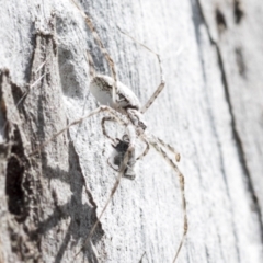 Tamopsis sp. (genus) (Two-tailed spider) at Bruce, ACT - 11 Nov 2021 by AlisonMilton