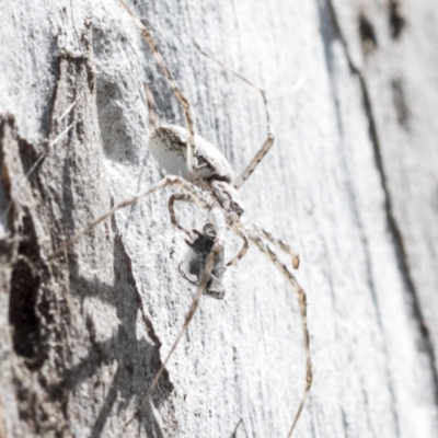 Tamopsis sp. (genus) (Two-tailed spider) at Bruce, ACT - 10 Nov 2021 by AlisonMilton