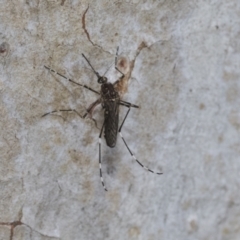 Aedes alboannulatus at Bruce, ACT - 10 Nov 2021 by AlisonMilton