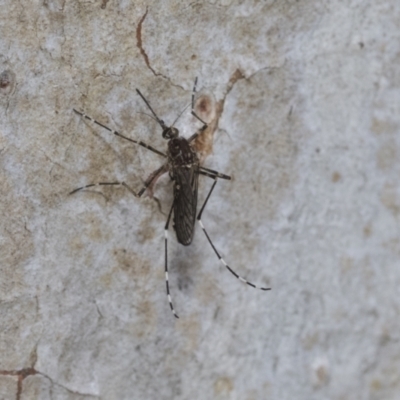 Aedes alboannulatus at Bruce, ACT - 10 Nov 2021 by AlisonMilton