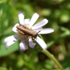 Phaulacridium vittatum (Wingless Grasshopper) at Mount Taylor - 11 Nov 2021 by BarrieR