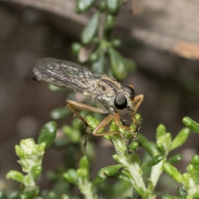 Cerdistus sp. (genus) (Yellow Slender Robber Fly) at Bruce Ridge to Gossan Hill - 10 Nov 2021 by AlisonMilton