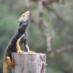 Pogona barbata (Eastern Bearded Dragon) at Bimbi, NSW - 9 Nov 2021 by Christine