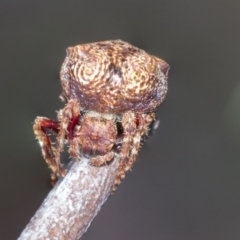 Cymbacha sp (genus) at Bruce, ACT - 10 Nov 2021 by AlisonMilton